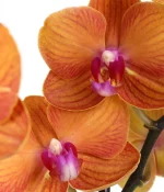Peach Confetti Birthday Orchid