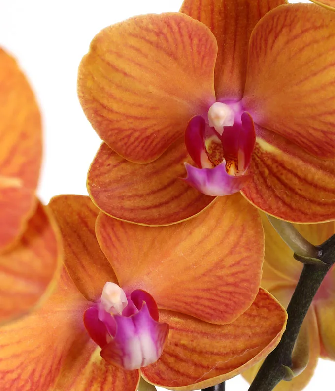 Peach Confetti Birthday Orchid 2 Peach Confetti Birthday Orchid