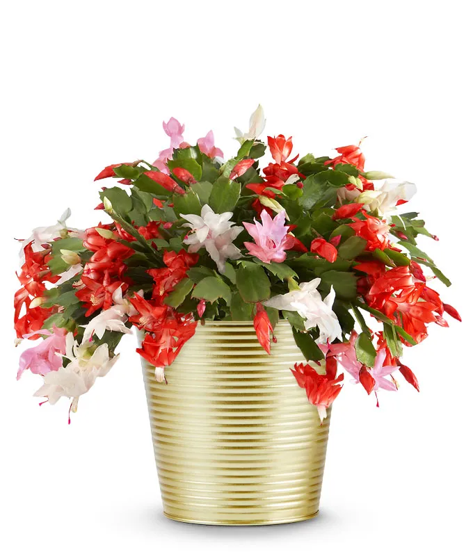 Pink Peppermint Christmas Cactus Pink Peppermint Christmas Cactus
