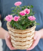 Pretty Pink Rose Plant