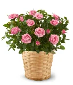 Pretty Pink Rose Plant
