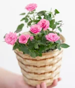 Pretty Pink Rose Plant
