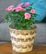 Pretty Pink Rose Plant