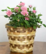Pretty Pink Rose Plant