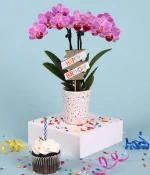 Purple Confetti Birthday Orchid