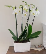 Snowy White Orchid Plant