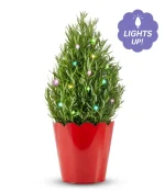 Holiday Rosemary Tree