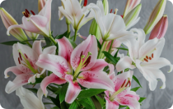 lilies flower