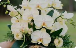 orchids flower