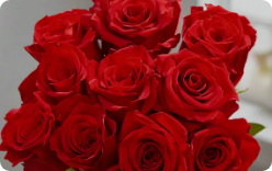 roses flower