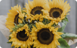sunflowers flower
