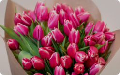 tulips flower